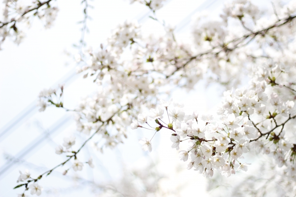 flower,spring,봄,자연,꽃,식물,나무,벚꽃,식물,자연,plants,nature,감성,sensible,feeling,봄,계절,spring,season,꽃,flower,plant