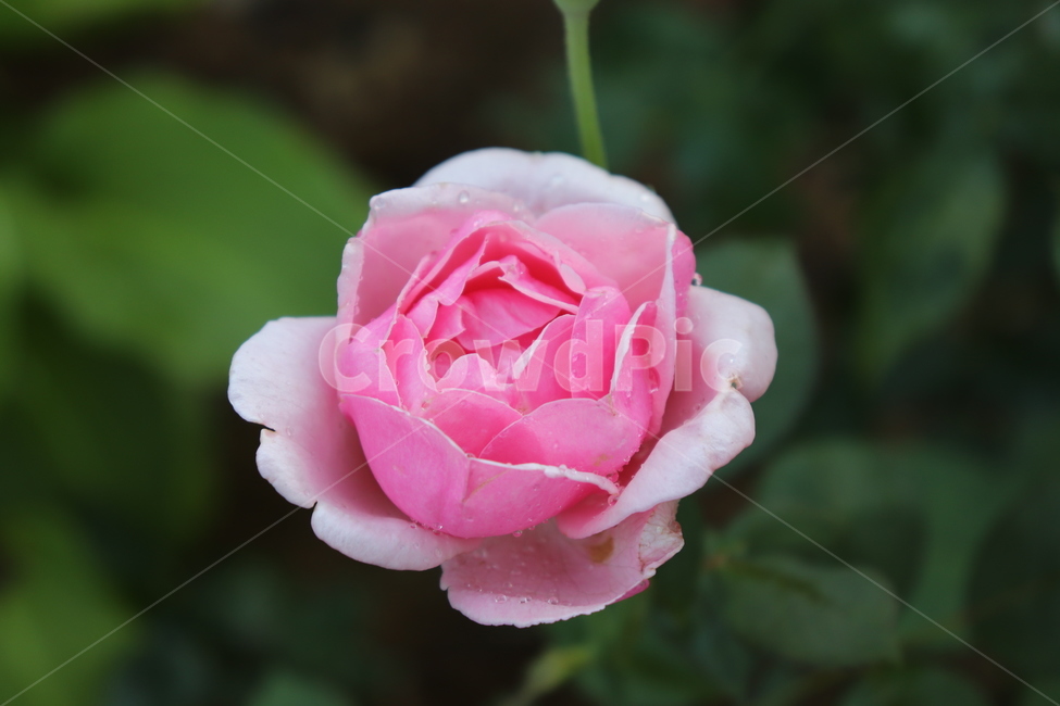 장미,꽃,분홍장미,자연,자연꽃,nature,flower,분홍꽃