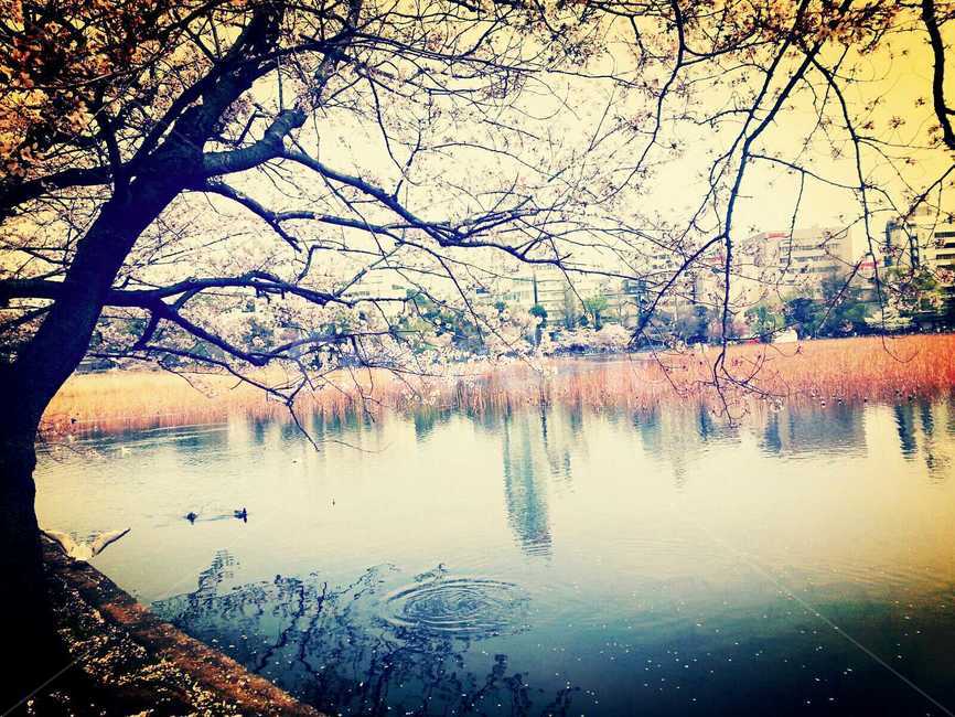 벛꽃,자연,물,nature,물방울,꽃