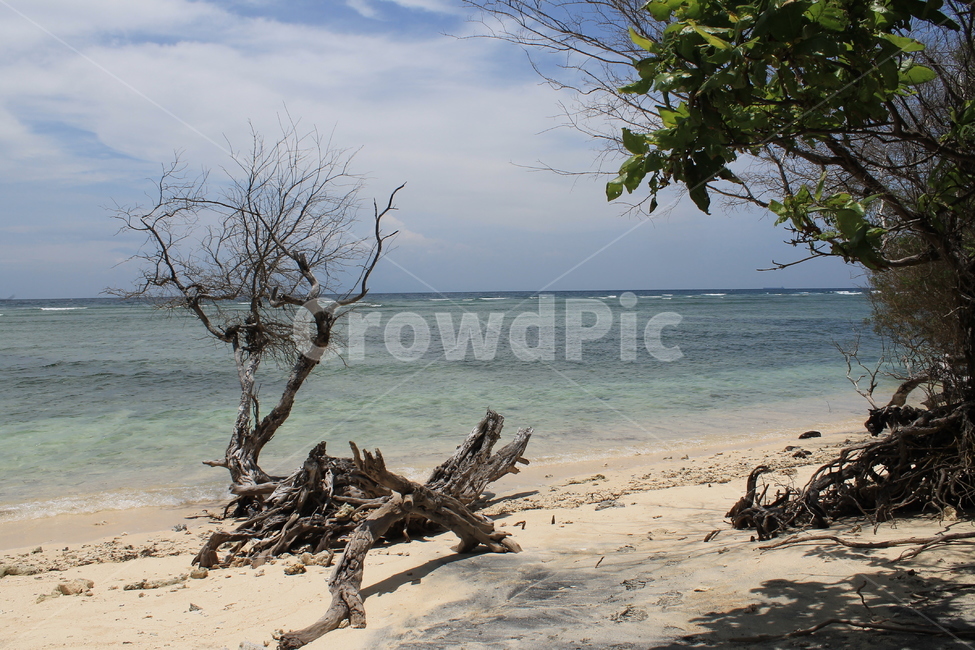 인도네시아,길리,해변,나무해변,나무,indonesia,gili,beach,treeandbeach,treeonthebeach,vacation,고즈넉