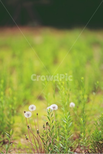 Field,greenfield,green,dandelion seeds,grassland,dandelion,Dandelion bunch