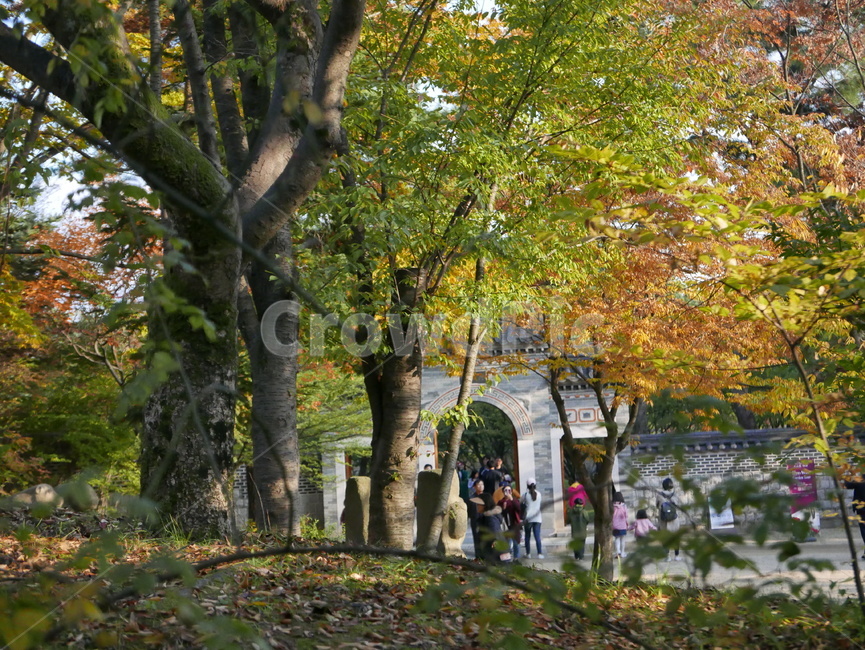나무,식물,tree,인간,person,가을,공원,호암미술관