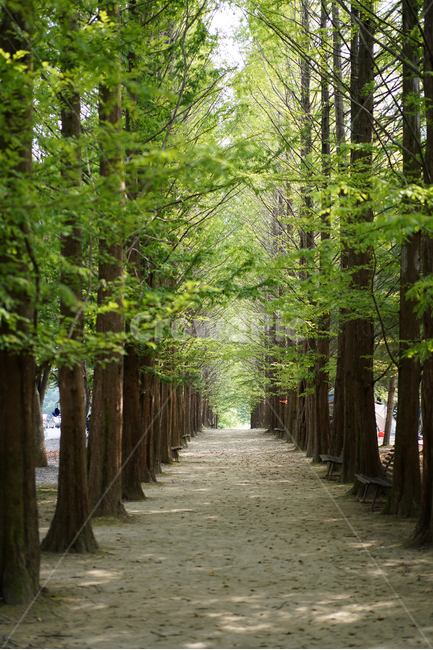 여름,산책로,영월,메타세콰이어,메타세콰이어길,자연,풍경,nature,landscape,한국자연풍경,한국자연경관,korea nature landscape,식물,plants,나무,trees,wood,outdoors,옥외,garden,정원,plant