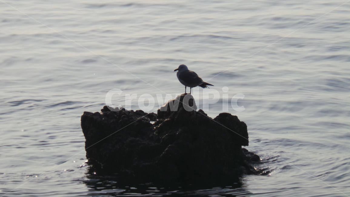 갈매기,새,조류,동물,bird,동물,animal,조류,새,birds