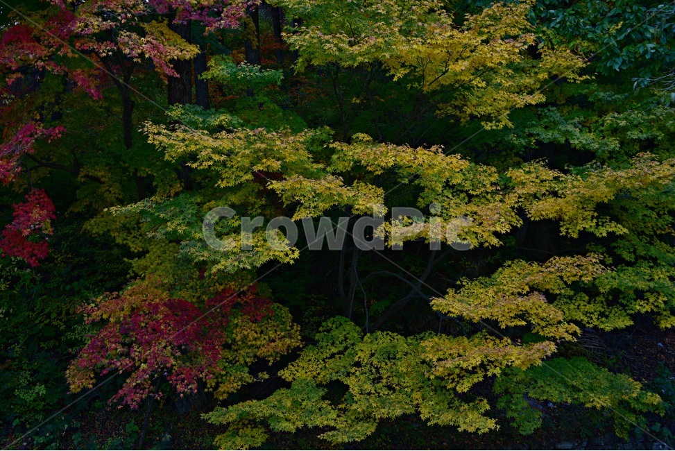 가을단풍,단풍,풍경,감성,단풍나무,꽃단풍,가을,계절,fall,autumn,season,plant,식물,outdoors,옥외,nature,자연,land,땅,tree,나무,vegetation,초목,leaf,잎