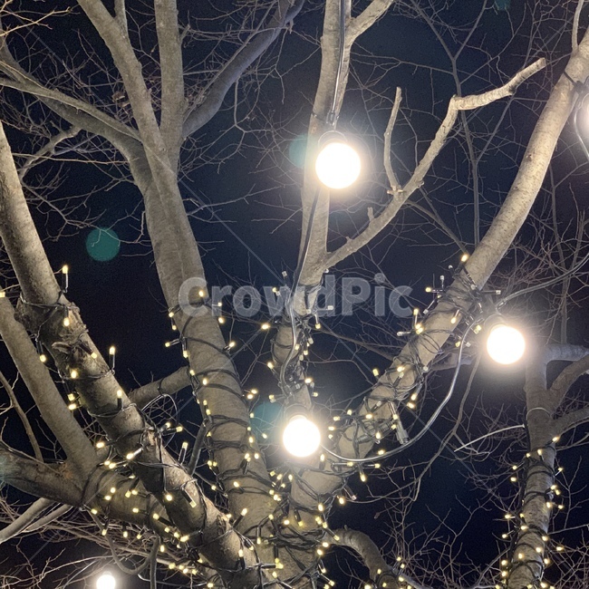 light,lighting,빛,조명,트리