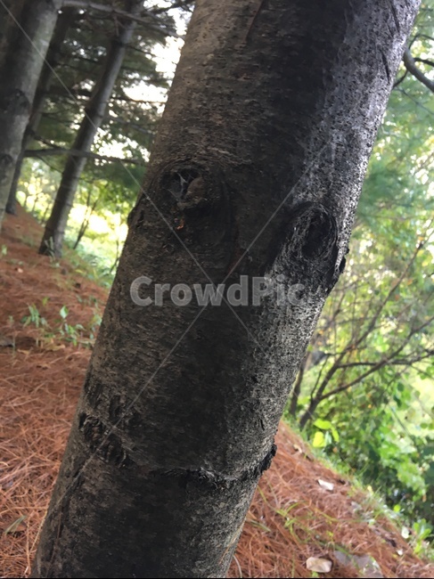 나무,옹이,표정,그루트,자연,나무줄기,tree