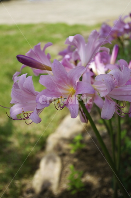 상사화,꽃,flower,식물,plant,자연,nature