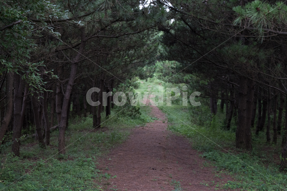 산길,고요,산책,숲,흙길,편안,산,샛길,조용,길,나무,자연,자연,풍경,nature,landscape,path,통로,tree,plant,식물