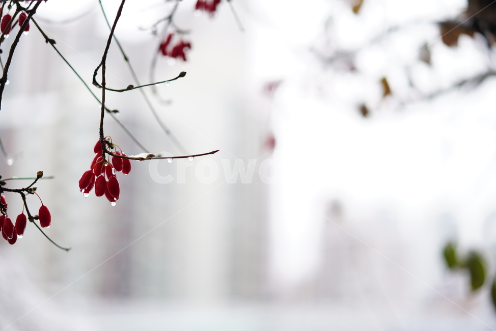 비,날씨,열매,가지,나무,식물,생물,빗물,계절,자연,빨강,red,rain,감성,느낌,식물,자연,plants,nature,비,비오는날,rain,rainy