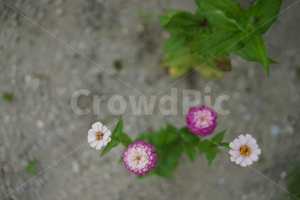	꽃,플라워,색감,컬러,컬러풀,알록달록,뷰티,뷰티풀,자연,식물,생명,생명력,아름다움,예쁨,식물,자연,plants,nature,꽃,flower