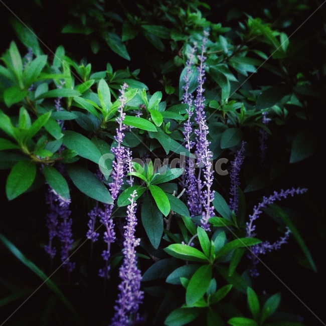 꽃,식물,보라색,흐림,필름,감성,여름,비오는날,식물,자연,plants,nature,꽃,flower