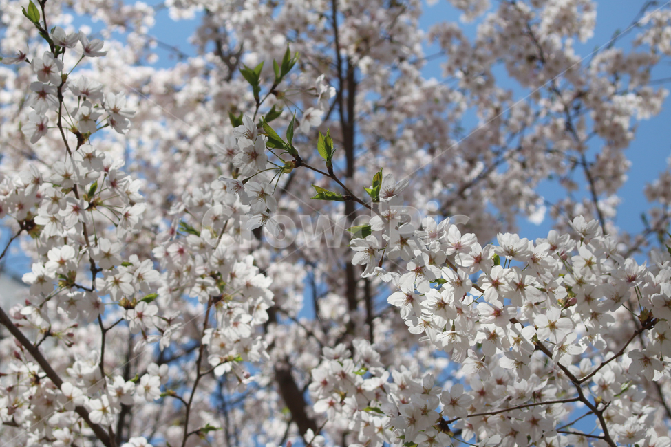 벚꽃,사쿠라,cherryblossom,봄,꽃,봄꽃,자연,봄,계절,spring,season,식물,자연,plants,nature,꽃,flower,plant,blossom