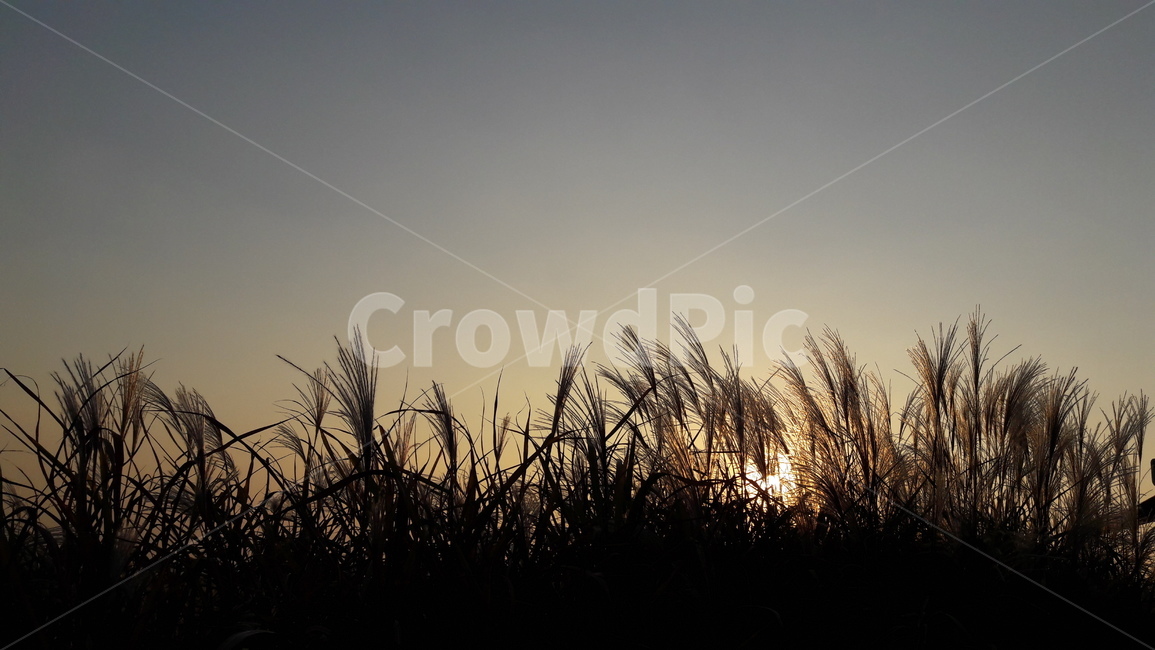 가을,갈대,하늘,붉은,저녁놀,가을,계절,fall,autumn,season,자연,풍경,nature,landscape,grass,잔디,plant,식물,lawn