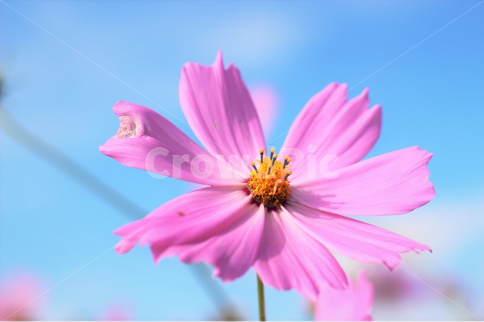 꽃,하늘,배경,풍경,코스모스,가을,계절,fall,autumn,season,식물,자연,plants,nature,꽃,flower,plant
