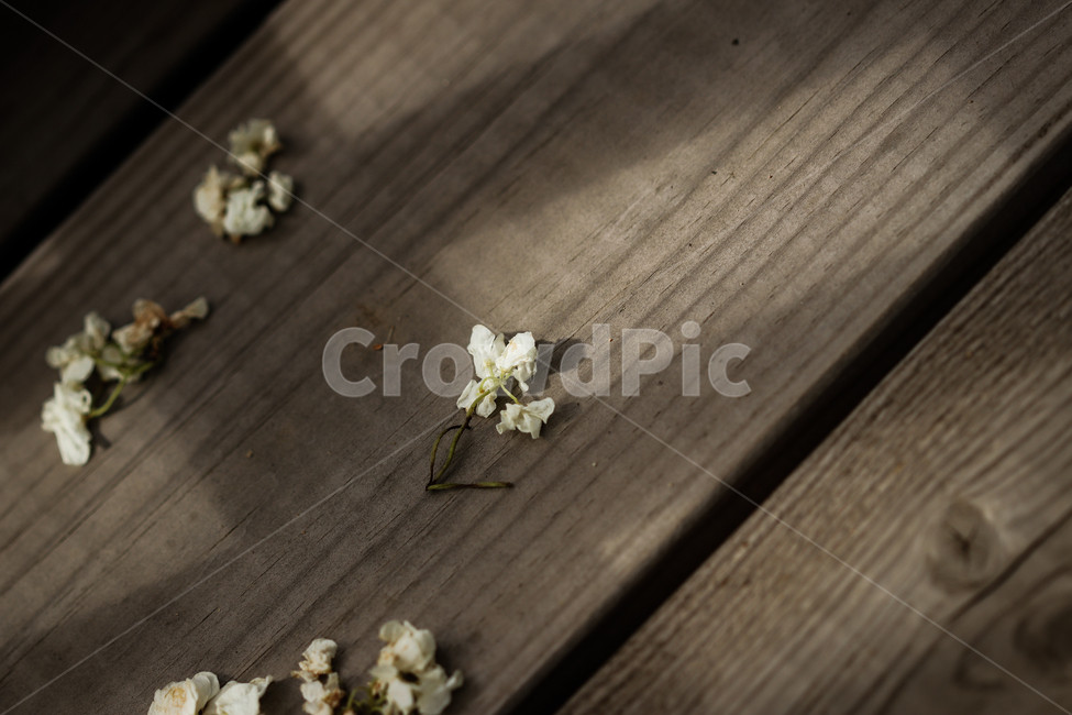 꽃,빛,그림자,감성,감성사진,꽃,flower