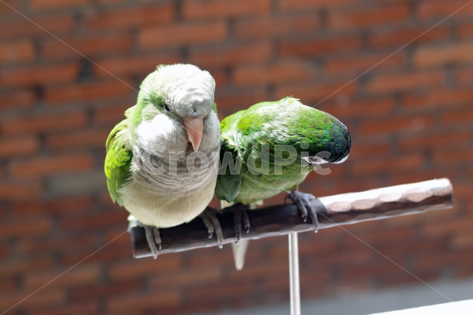 앵무새,봄,동물,조류,한스마카우,퀘이커,PARROT,MACAW,QUAKER,SPRING,동물,animal,조류,새,birds