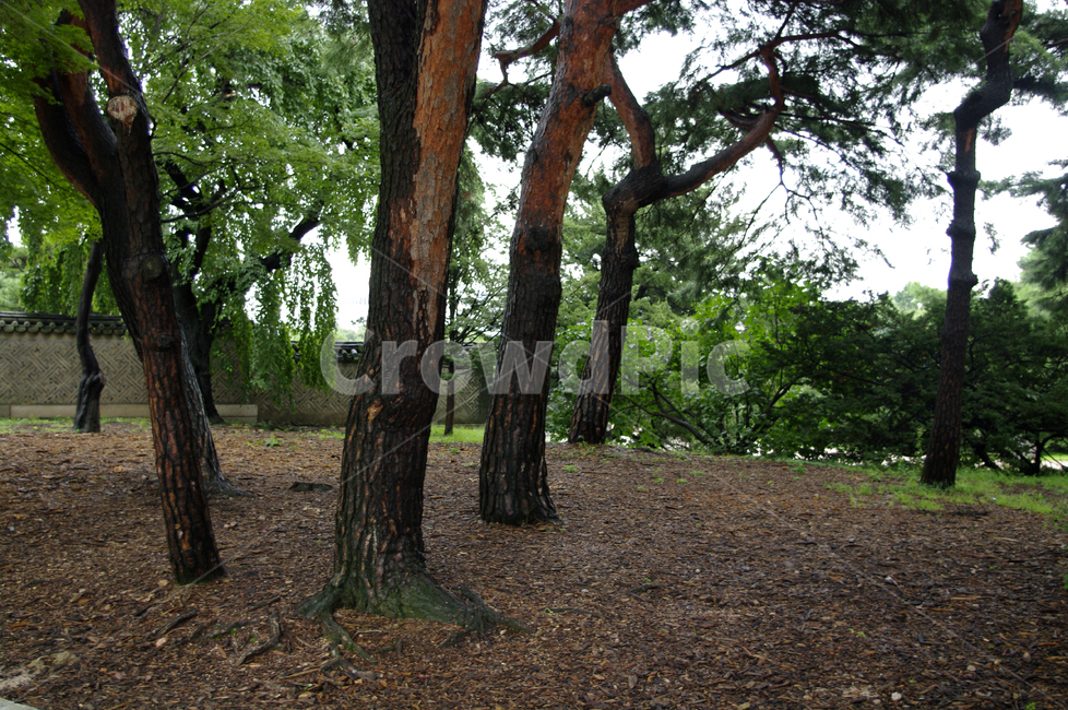 창덕궁,고궁,소나무,나무,숲,식물,plant,자연,nature,자연,풍경,nature,landscape,tree,tree trunk,나무 줄기