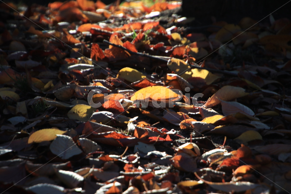leaf,잎,plant,식물,바닥,낙엽,가을,가을,계절,fall,autumn,season,식물,자연,plants,nature