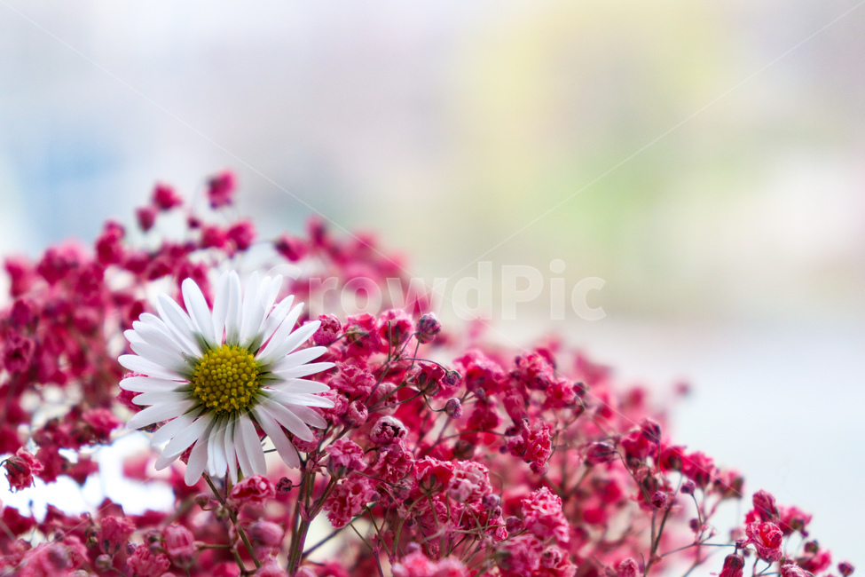 꽃,flower,안개꾳,데이지,식물,식물,자연,plants,nature,꽃,flower