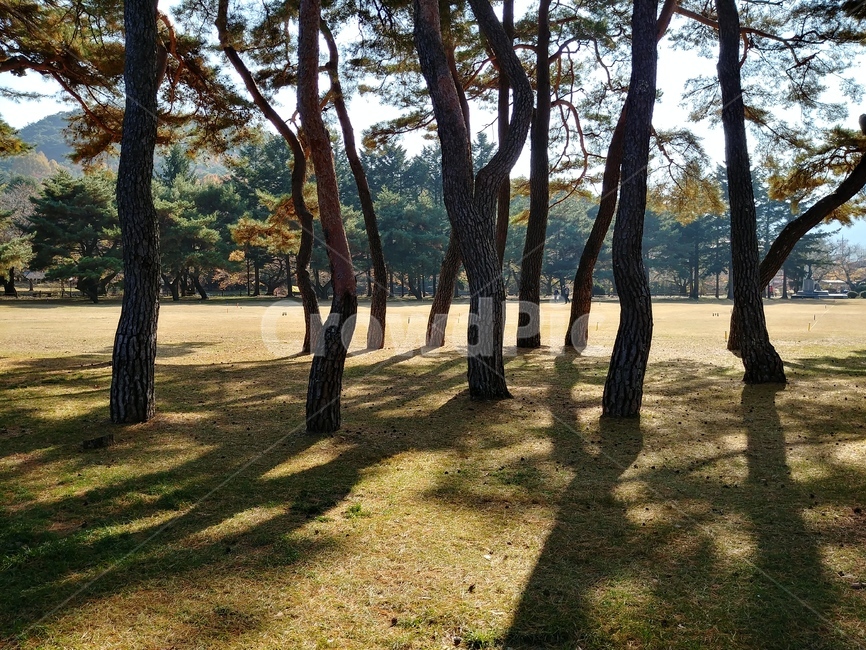 소나무,명품소나무,솔숲,솔밭,절경,명소,조선소나무,적송,자연풍경,식물,자연,plants,nature,나무,trees,wood