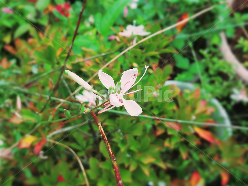 나무꽃,흰꽃,개화,활짝핀꽃,들판,정원,길가,식물,자연,plants,nature,꽃,flower