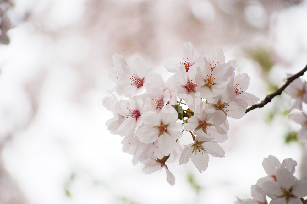 벚,벚꽃,꽃,나무,자연,봄,아름다운,plant,식물,flower,tree,nature,가지,봄,계절,spring,season,식물,자연,plants,nature,꽃,flower