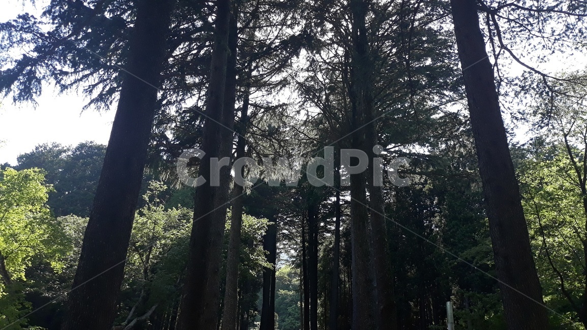 그림자,편백나무,산,햇빛,역광,휴식,숲,가지