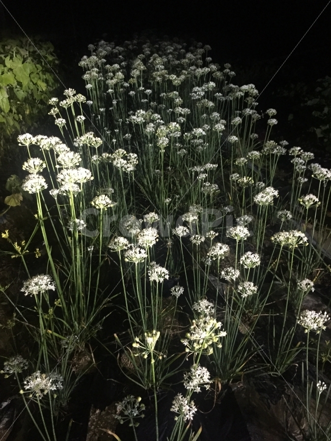 꽃,부추,텃밭,부추꽃,재배,식물,자연,plants,nature,꽃,flower,야경,밤,풍경,nightscape,night,landscape,plant