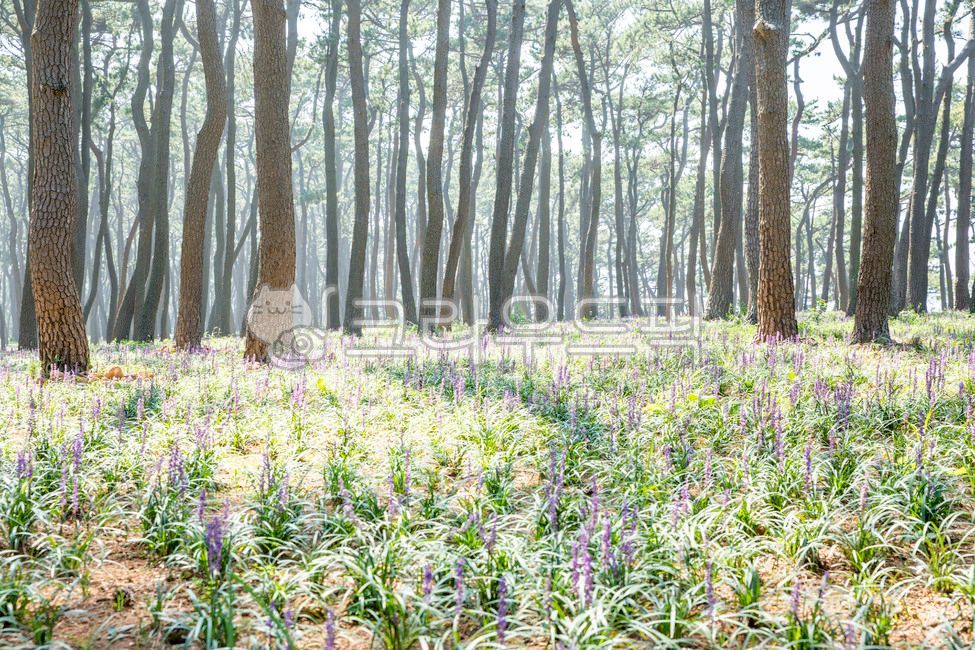 울산,대왕암공원,소나무숲,소나무,맥문동,여름풍경,대왕암