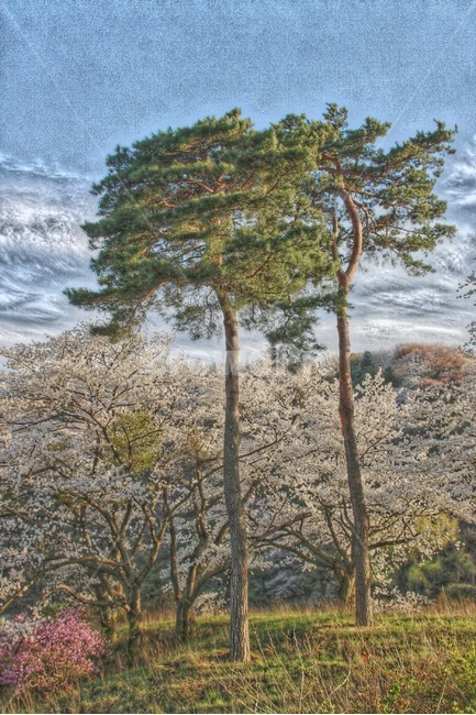 소나무,풍경화,풍경,동양화,동양,자연,나무,봄,계절,spring,season,자연,풍경,nature,landscape,식물,plants,나무,trees,wood,tree,plant,tree trunk,나무 줄기