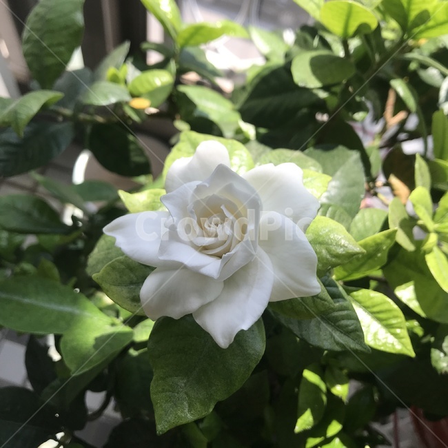 plant,장미,꽃,blossom,rose,식물,자연,plants,nature,꽃,flower
