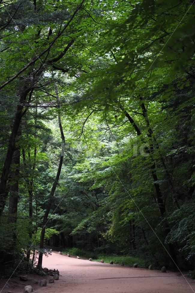 풍경,오대산,월정사,전나무숲,힐링,자연,풍경,nature,landscape,여름,계절,summer,season,vegetation,초목,plant,식물,tree,나무,outdoors,옥외,land,땅,rainforest,열대 우림