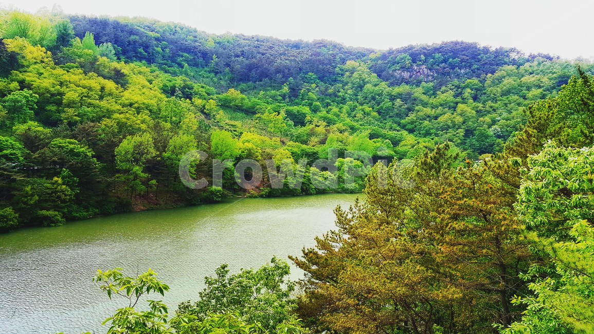 나무,풀숲,호수,강,산속
