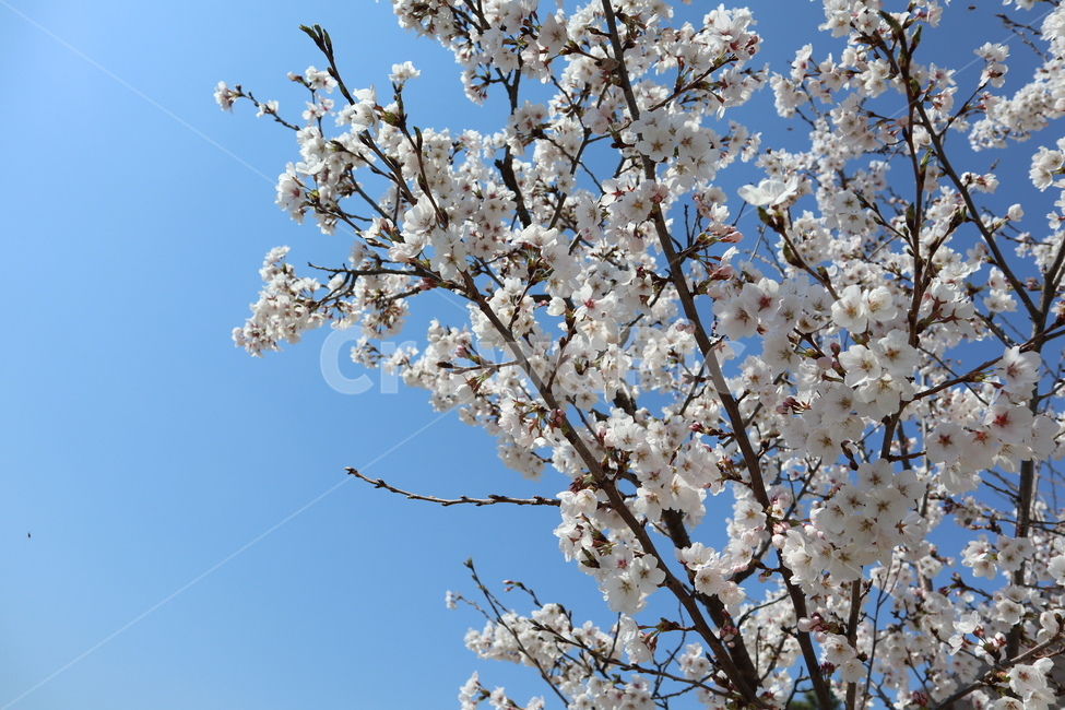flower,꽃,blossom,감성사진,봄