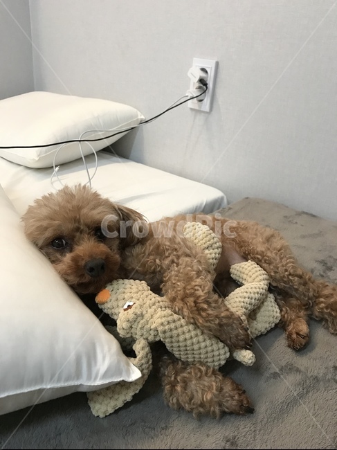 반려견,반려동물,귀여운강아지,푸들,인형