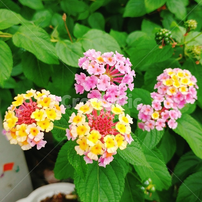 plant,식물,blossom,꽃,flower,란타나,lantana,pinkflower,leaf