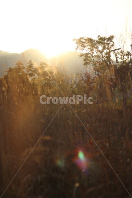 억새,아침빛,봄,갈색,동네,자연,풍경,nature,landscape,식물,plants,휴식,힐링,rest,relaxation,healing,light,빛,flare,플레어,sunlight,햇빛