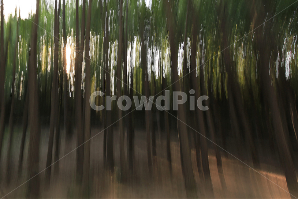 나무,서울숲공원,틸팅샷,tree,park,초록,green,자연,풍경,nature,landscape,plant,식물