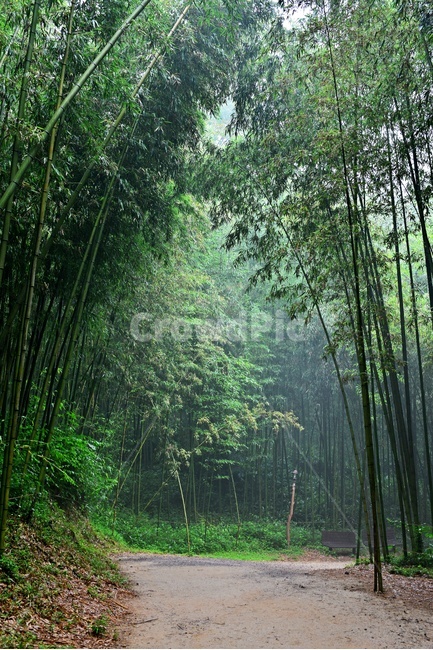outdoors,옥외,nature,자연,plant,식물,bamboo,대나무,담양,죽녹원,대나무밭