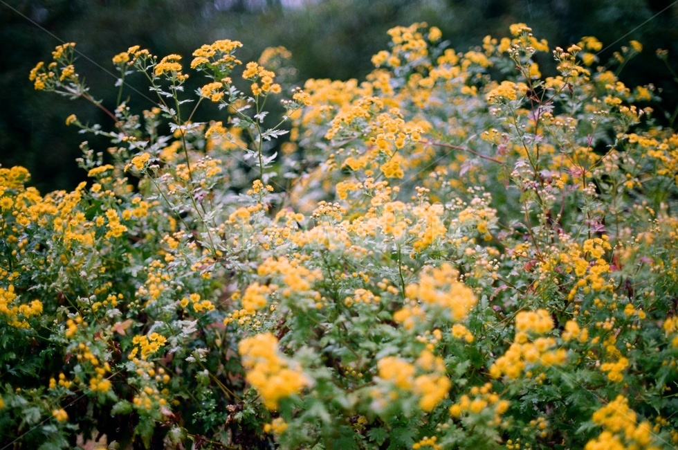 꽃,들꽃,야생화,필름사진,flower,plant,식물,풀꽃