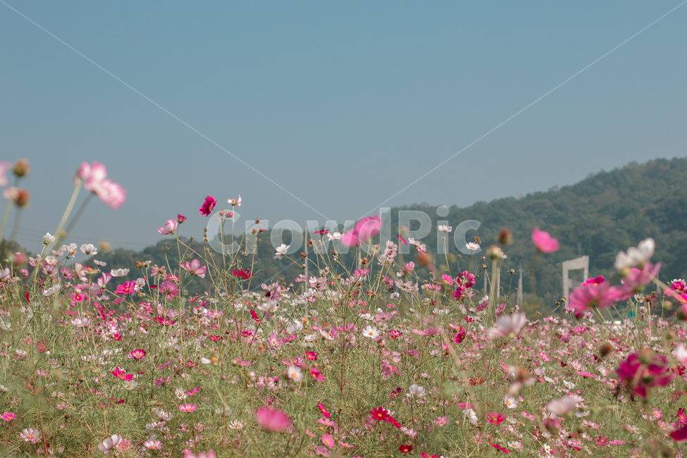 plant,식물,flower,꽃,코스모스,blossom,식물,자연,plants,nature,꽃,flower