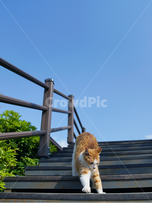 고양이,풍경,길냥이,고냥이,야옹,하늘,동물,animal,포유류,mammal,고양이,cat,kitten,kitty