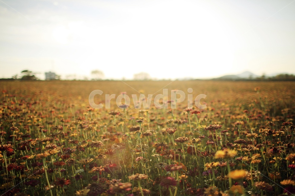 꽃,식물,자연,풍경,역광,감성,감성사진,자연,풍경,nature,landscape,식물,plants,꽃,flower,감성,sensible,feeling,field,들,grassland,목초지,outdoors,옥외