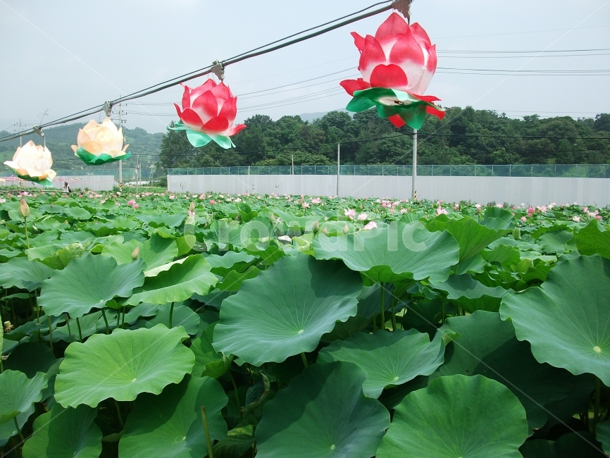 연꽃,축제,연못,풍경,자연,자연,풍경,nature,landscape,한국자연풍경,한국자연경관,korea nature landscape,종교,신앙,religion,belief,faith,plant,식물,flower,꽃,blossom