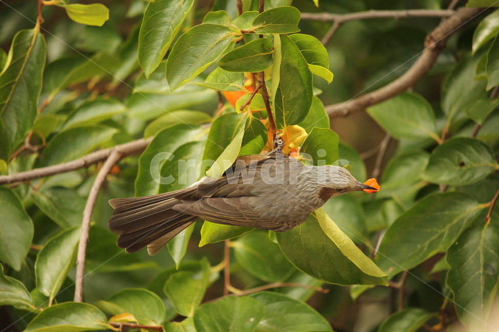 새,bird,animal,동물,잎,식물,plant,leaf