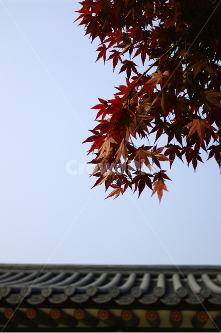 하늘,기와지붕,가을,단풍,나무,식물,plant,자연,nature,가을,계절,fall,autumn,season,한국전통,한국문화,korean traditional,korean culture,건축물,건물외관,exterior,building,structure,architecture,construction,leaf,잎,tree