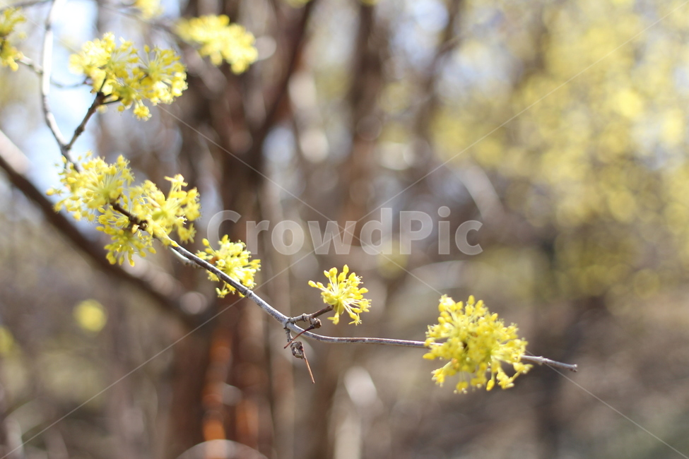 봄,spring,꽃,산수유,구례,축제,flower,yellow,따스함,봄,계절,spring,season,식물,자연,plants,nature,꽃,flower,plant