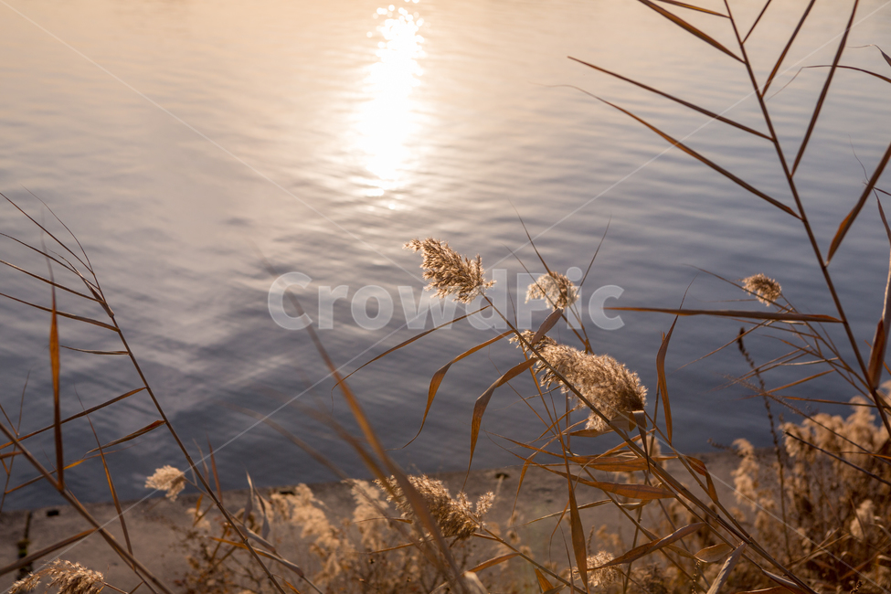 억새,꽃,식물,가을,한강,갈색,가을,계절,fall,autumn,season,grass,잔디,plant,lawn