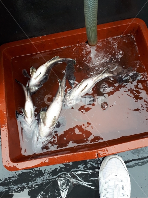 바다,물고기,낚시,물고기통,선상낚시